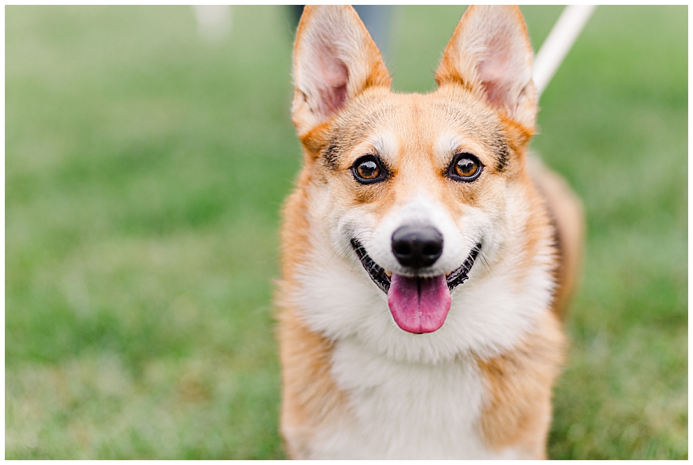 A portrait of a corgi at a Historic London Town & Gardens photo session by a Maryland wedding photographer